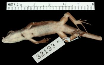 Media type: image;   Herpetology R-32193 Aspect: ventral